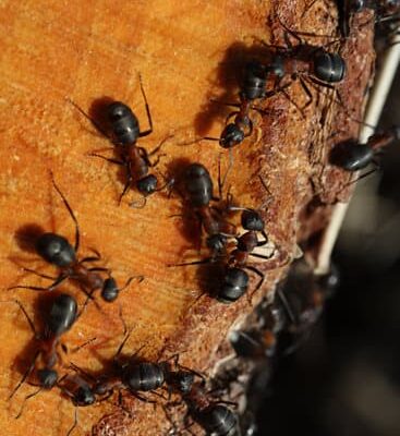 How Do Ants Come Up Through Drains?