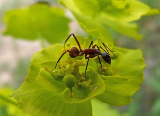 Do Ants Produce Formic Acid?