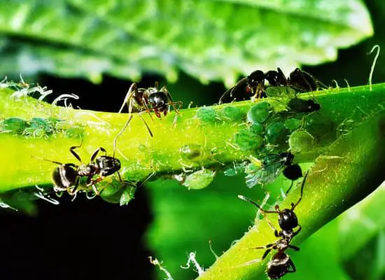 Do Ants Encourage Aphids?