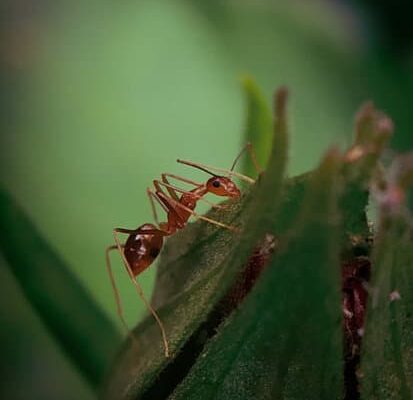 Does Bleach Kill Ants?