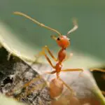 Ants