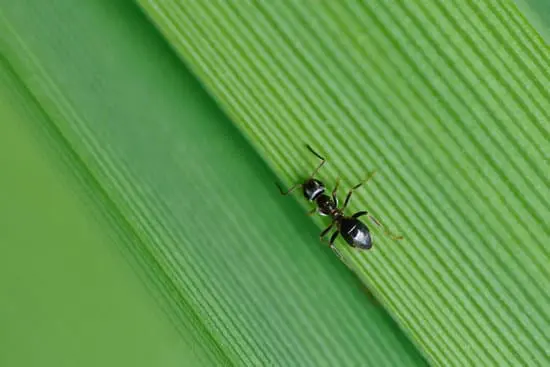 Ants