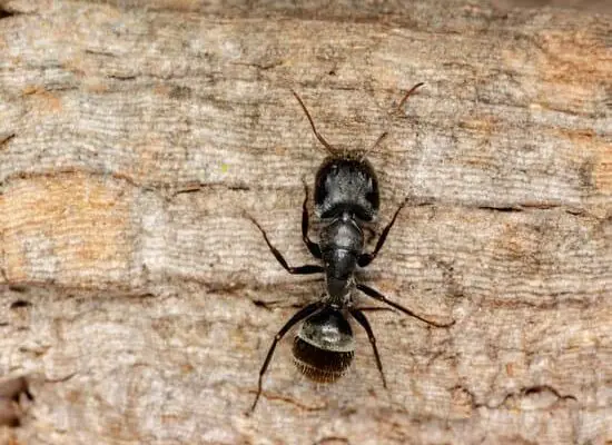 Why Does White Vinegar Kill Ants?