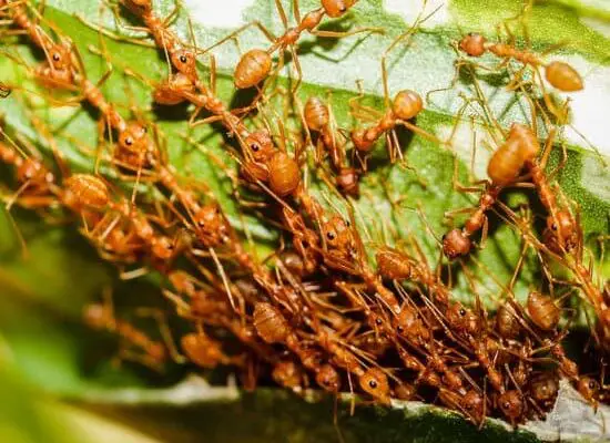 How Much Does 1 Million Ants Weigh?