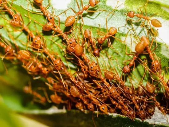 Ants
