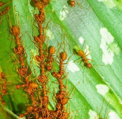 Are Ants With Wings a Problem Or a Sign of a Good Colony?