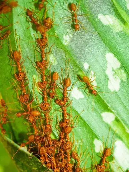 Ants