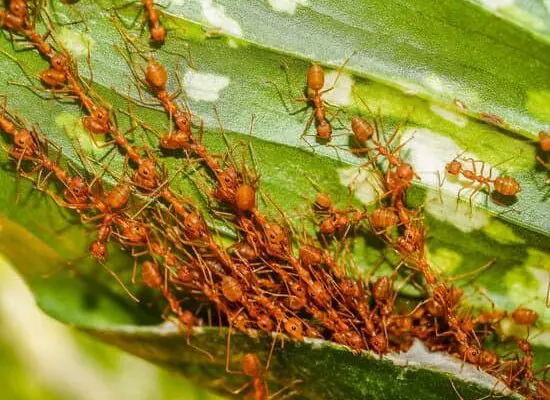 How to Get Rid of Tiny Ants in Your Kitchen