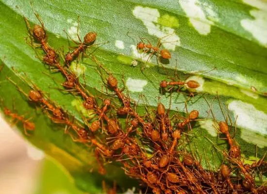 Why Are People Eating Ants?