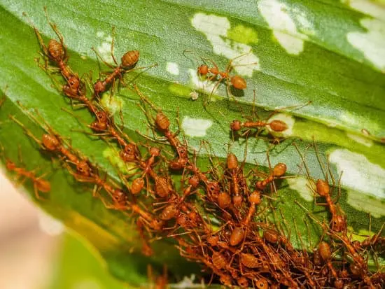 Ants