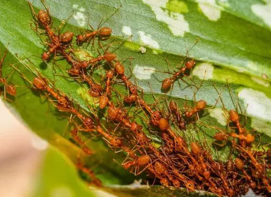 Can Ants Become Immune to Borax?