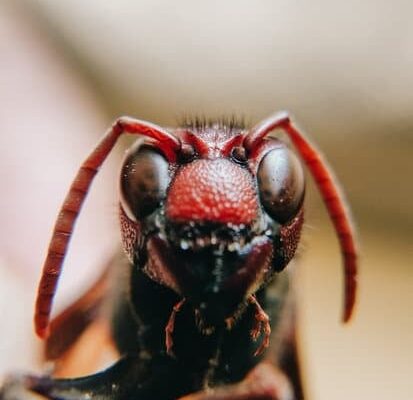 How Long Do Ants Last in an Ant Farm?