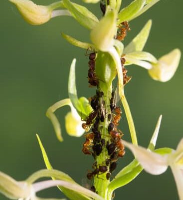 How Do Ants Help Peonies Bloom?