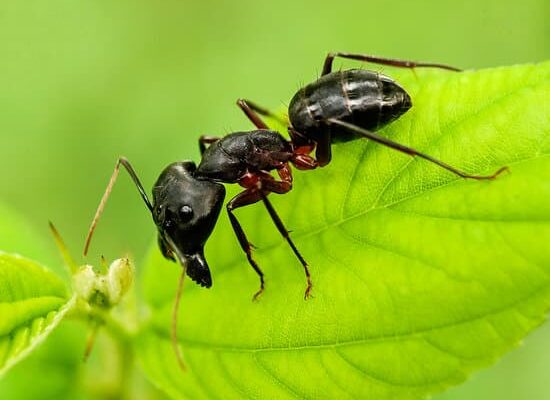 How Long Do Ants Sleep?