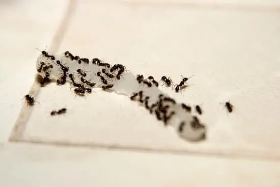 Ants