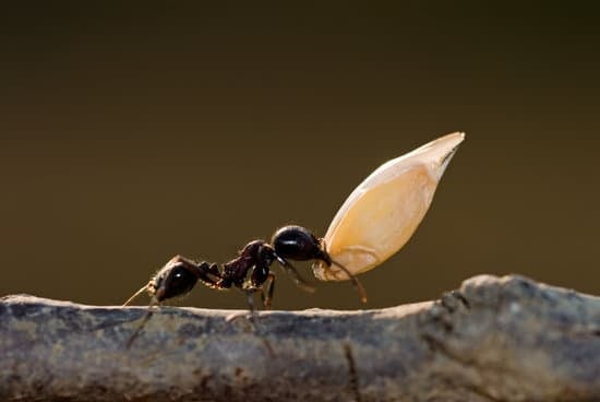 How Long Do Ants Usually Live?