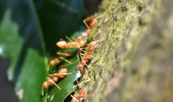 Ants