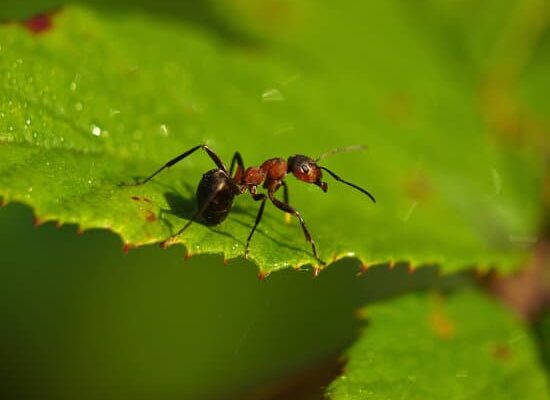 How Do Ants Have Babies?
