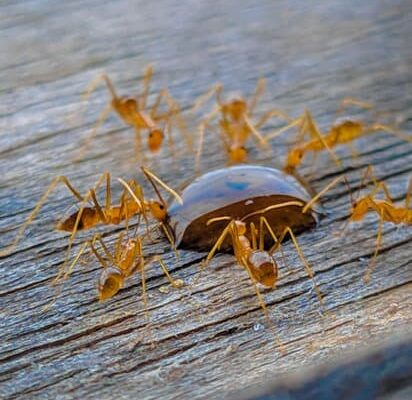 How Do Ants Eat?