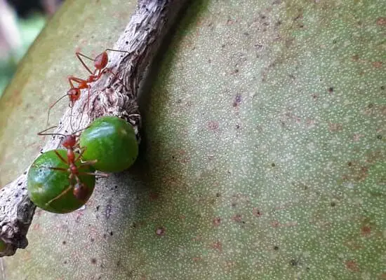 Do Ants Go Away in the Winter?