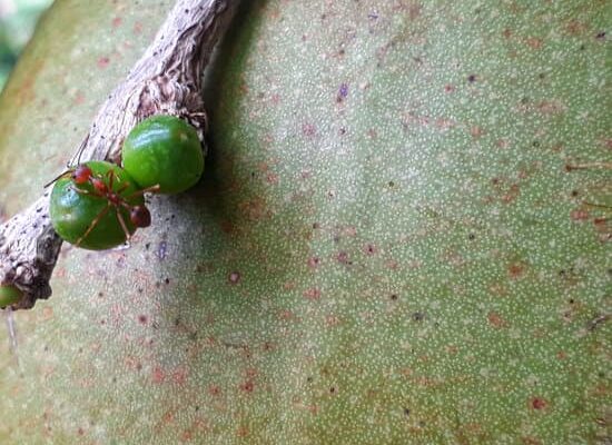 How Long Did It Take For The Ants To Come?