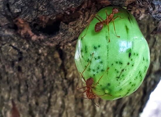 Do Ants Keep Termites Away From Your Home?