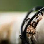 Ants