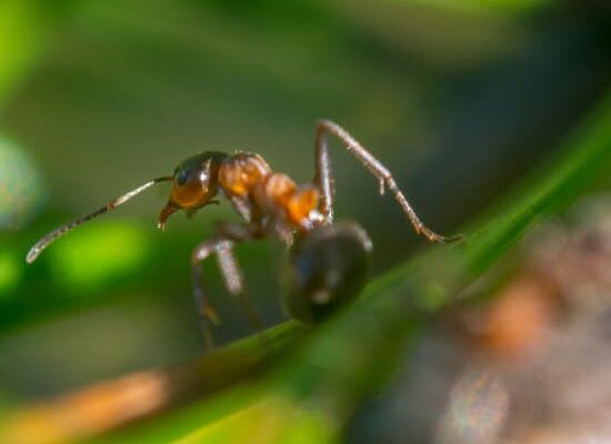 Why Does Cornmeal Kill Ants?