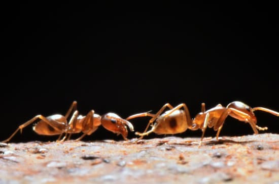 How to Get Rid of Ants From Your Laptop