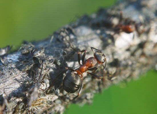 Why Are Carpenter Ants in House?