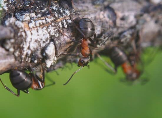 Can Ants Eat Humans?