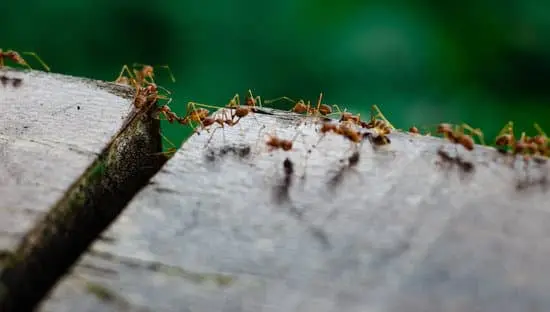 Ants