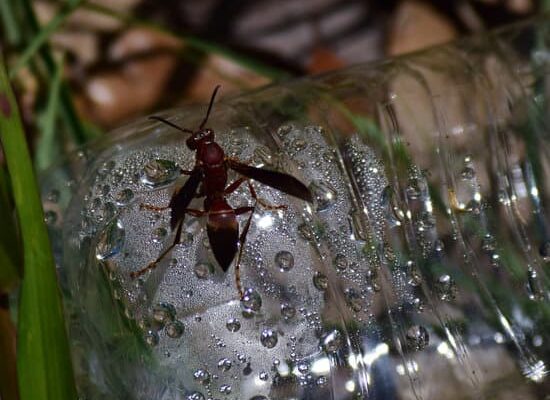 How Do Wasps Go Inside Their Nest?