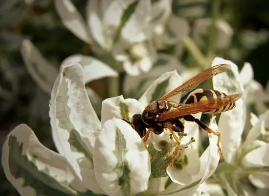 Can You Get Honey From Wasps?