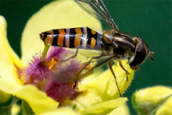 Wasp