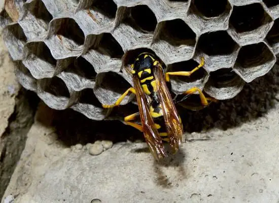 How Fast Do Wasps Stink?