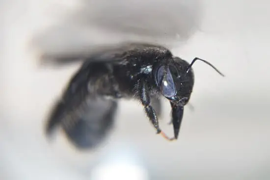 Is it True That Figs Contain Wasps?