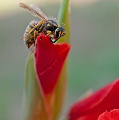 Why Do Wasps Follow You?