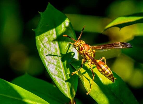How Big Are Hornets Compared to Wasps?