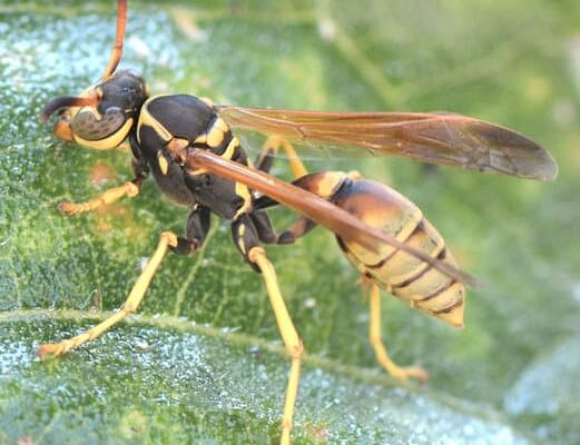 Why Do Wasps Go in Figs?