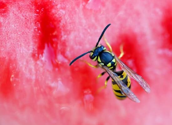 How Do Wasps Fit Into the Ecosystem?
