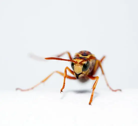 Wasp