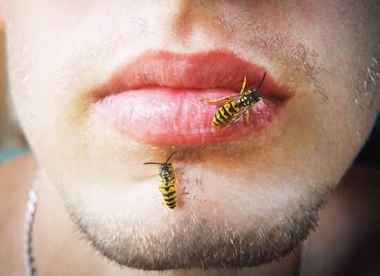 Where Do All the Wasps Go in the Winter?