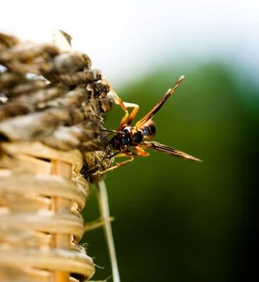 What Should You Do With a Wasps Nest?