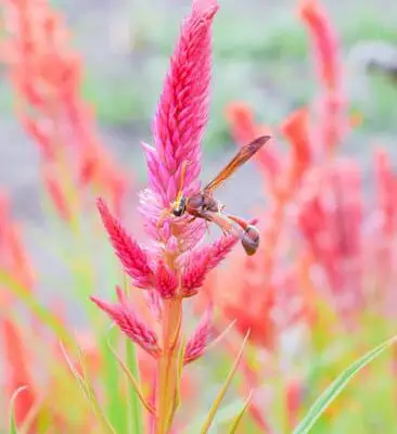How Do Wasps Affect Bees?