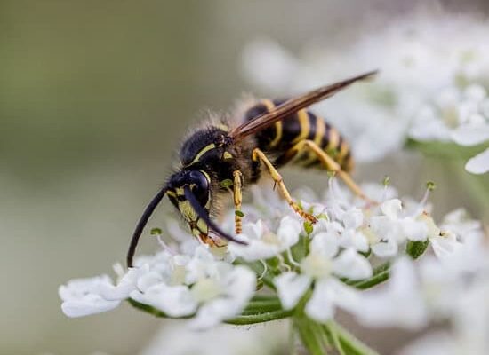 How Do Wasps Feed Their Young?