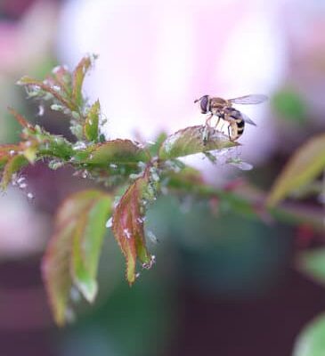 How to Get Wasps Out of Your Home