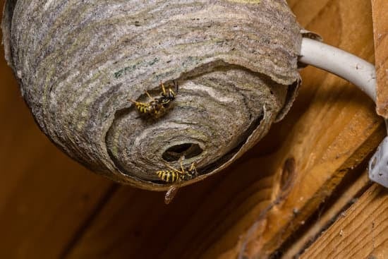 Are Wasps and Bees Related?