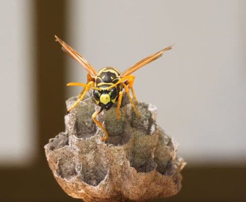 How Can Wasps Smell Fear?
