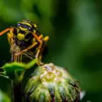 Wasp